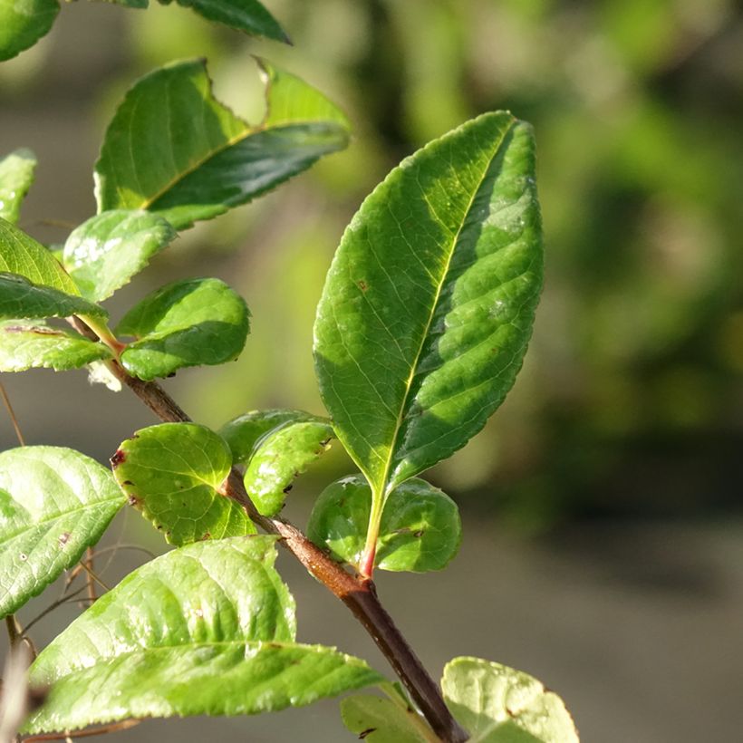 Chaenomeles speciosa Mango Storm - Flowering Quince (Foliage)