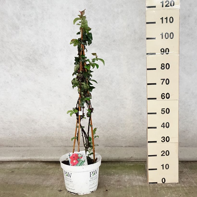 Chaenomeles speciosa Scarlet Storm - Flowering Quince 7.5L/10L pot sample as delivered in summer
