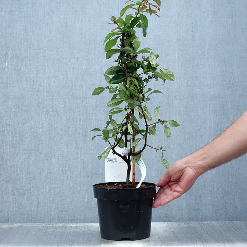 Chaenomeles speciosa Toyo-Nishiki - Flowering Quince 2L/3L potShipped height around 40/60cm sample as delivered in summer