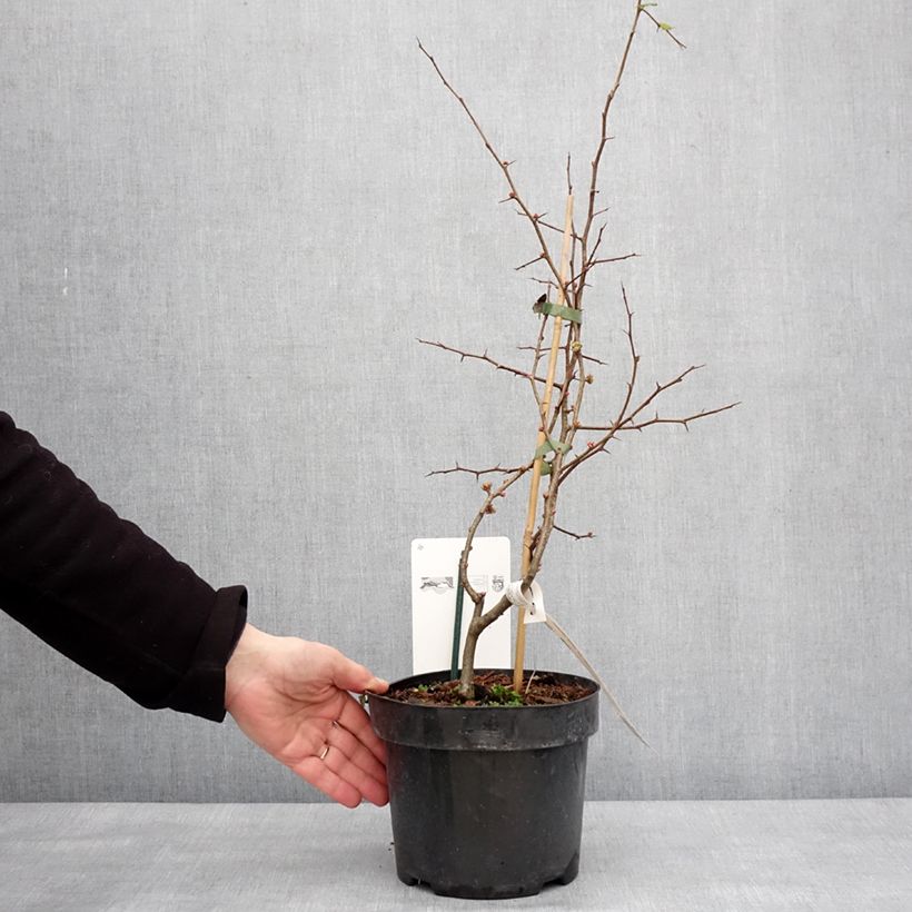 Chaenomeles speciosa Toyo-Nishiki - Flowering Quince 2L/3L potShipped height around 40/60cm sample as delivered in winter