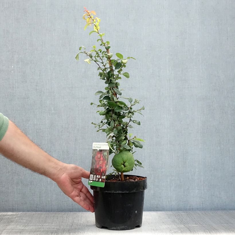 Chaenomeles superba Elly Mossel - Flowering Quince 2L/3L potShipped height around 40/50cm sample as delivered in summer
