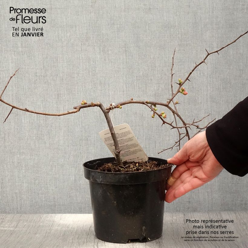 Cognassier du Japon - Chaenomeles x superba Etna Pot de 2L/3L sample as delivered in winter