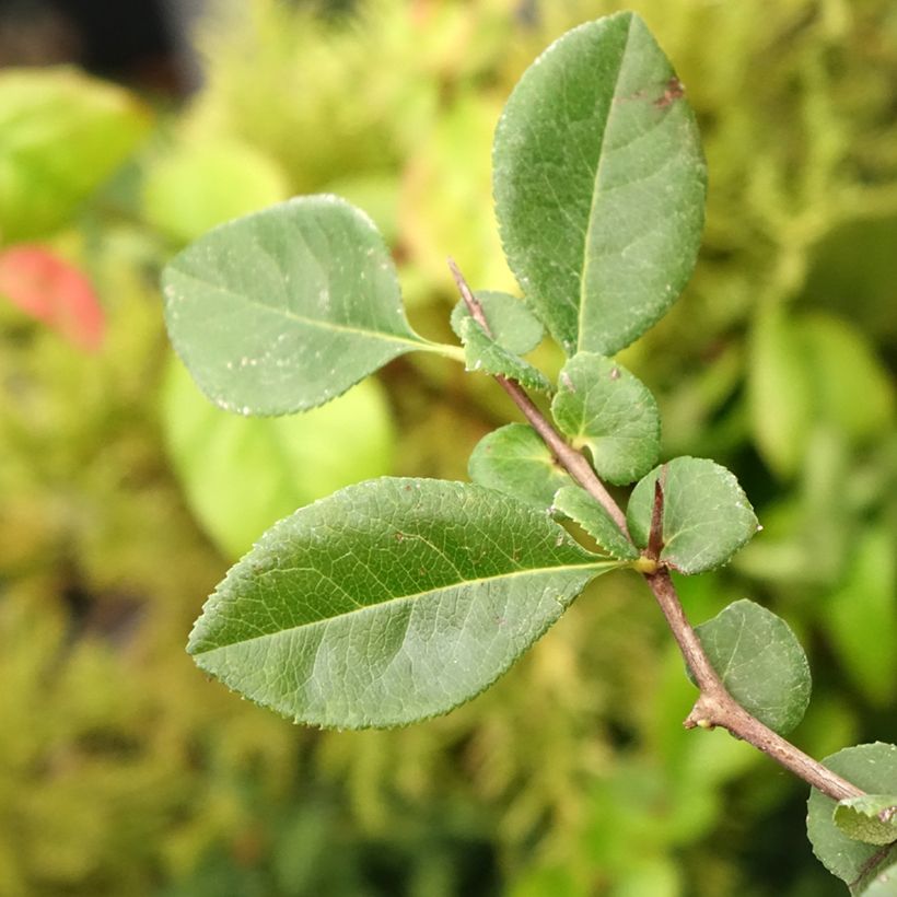 Chaenomeles superba Etna - Flowering Quince (Foliage)