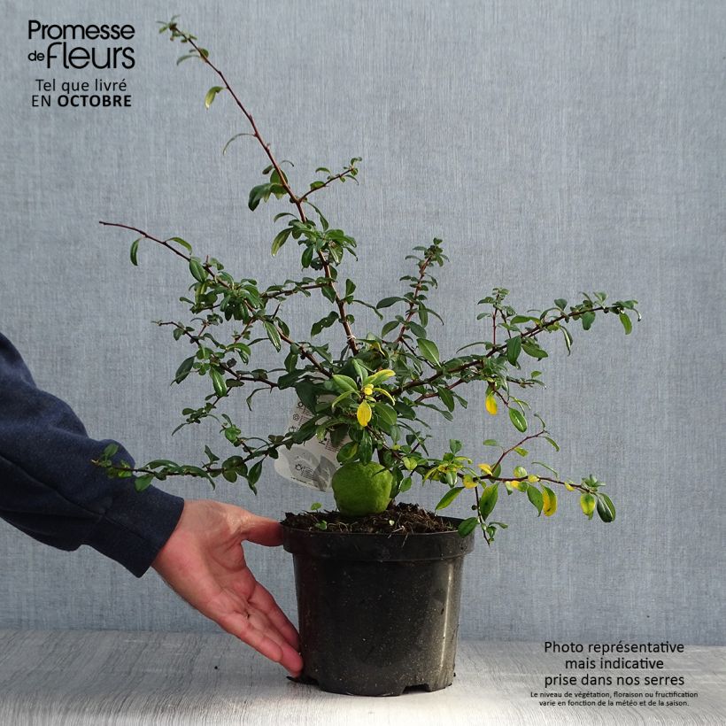 Chaenomeles superba Hollandia - Flowering Quince 2L/3L pot sample as delivered in autumn