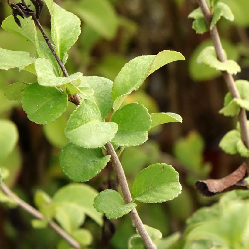 Chaenomeles superba Salmon Horizon - Flowering Quince (Foliage)