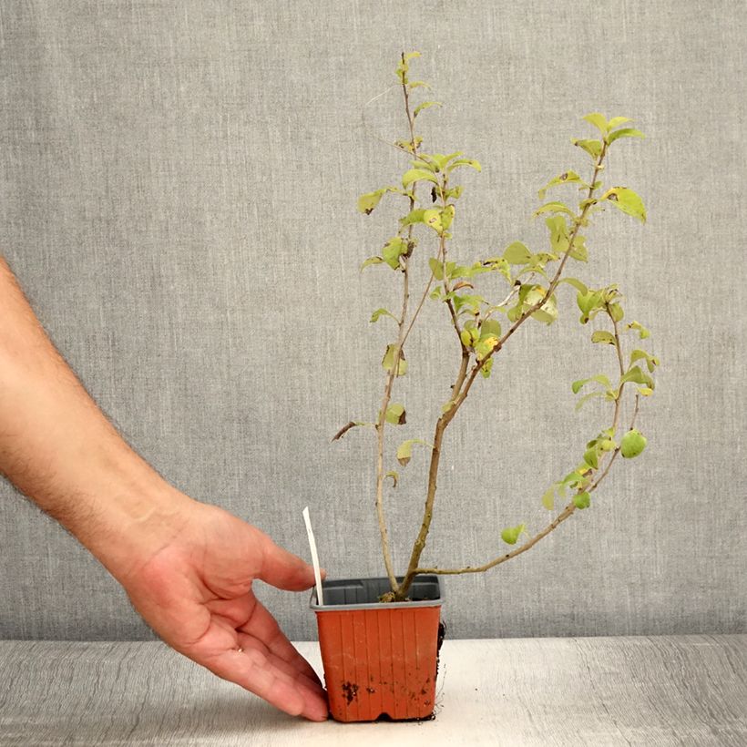 Chaenomeles superba Salmon Horizon - Flowering Quince 8/9 cm pot sample as delivered in summer