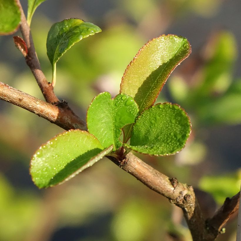 Chaenomeles superba Texas Scarlet - Flowering Quince (Foliage)