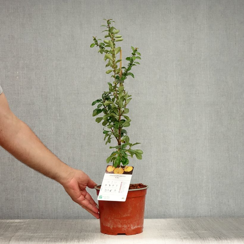 Chaenomeles japonica Cido - Flowering Quince 2L/3L pot sample as delivered in summer