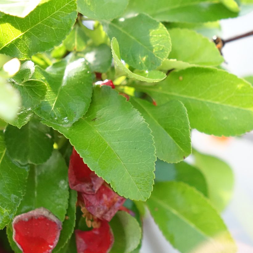 Japanese Quince Cido Red - Chaenomeles japonica (Foliage)