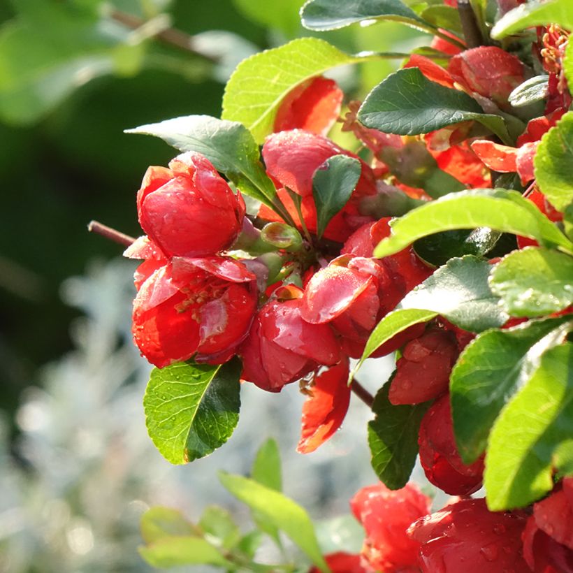 Japanese Quince Cido Red - Chaenomeles japonica (Flowering)