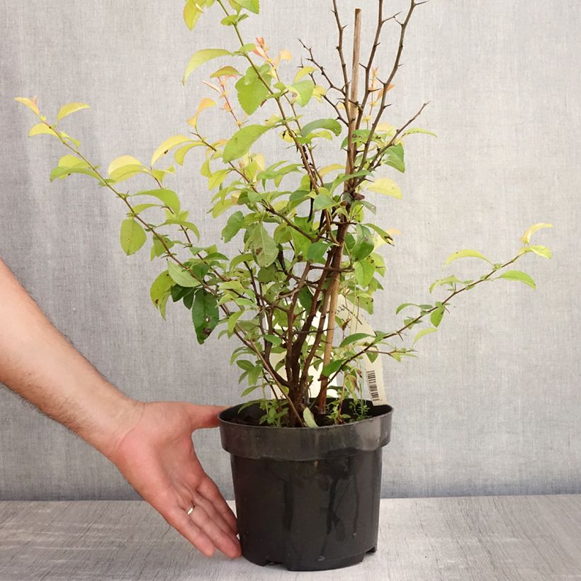 Chaenomeles superba Clementine - Flowering Quince 3L/4L potShipped height around 40/50cm sample as delivered in summer