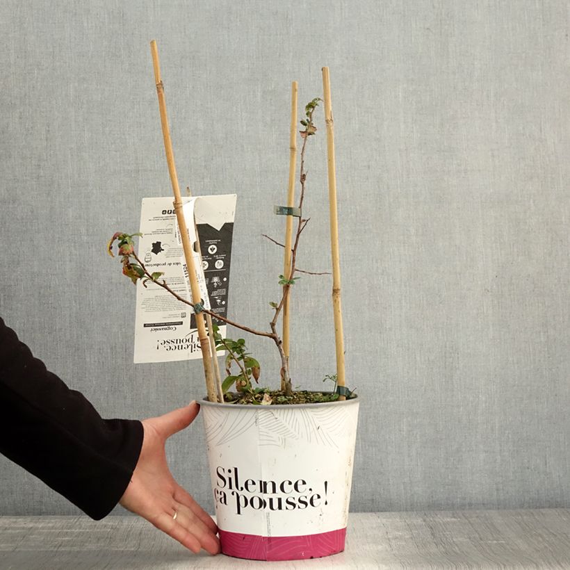 Chaenomeles spathulifolium Eximia - Flowering Quince 4L/5L pot sample as delivered in autumn