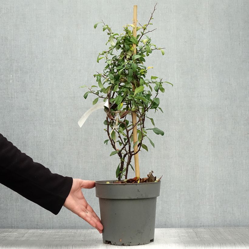 Chaenomeles speciosa Hot Fire - Flowering Quince 4L/5L pot sample as delivered in autumn