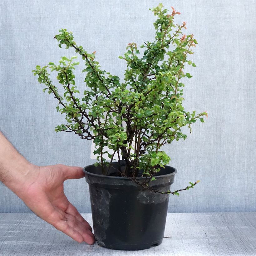 Chaenomeles superba Red Joy - Flowering Quince 2L/3L potShipped height around 30/40cm sample as delivered in summer