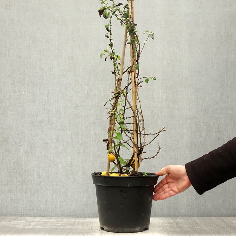 Chaenomeles speciosa Rubra - Flowering Quince 7.5L/10L pot sample as delivered in autumn