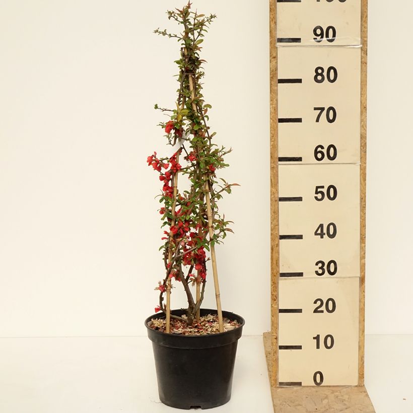 Chaenomeles speciosa Rubra - Flowering Quince 7.5L/10L potShipped height around 120/130cm sample as delivered in spring