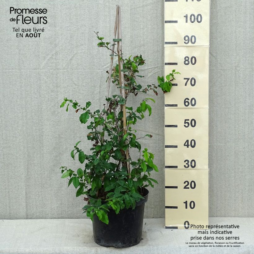 Chaenomeles speciosa Yukigoten - Flowering Quince 7.5L/10L pot sample as delivered in summer