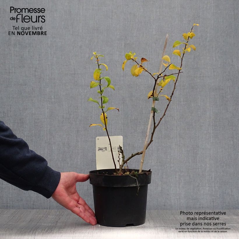 Chaenomeles speciosa Yukigoten - Flowering Quince 3L/4L pot sample as delivered in autumn