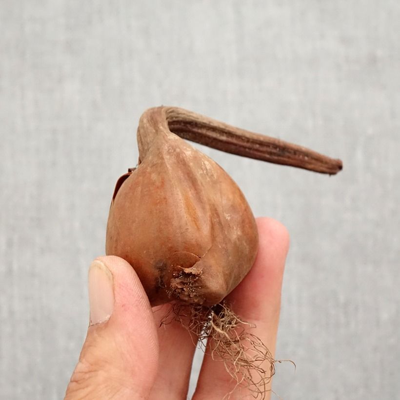 Colchicum autumnale Pleniflorum Bulb size 13+ sample as delivered in autumn