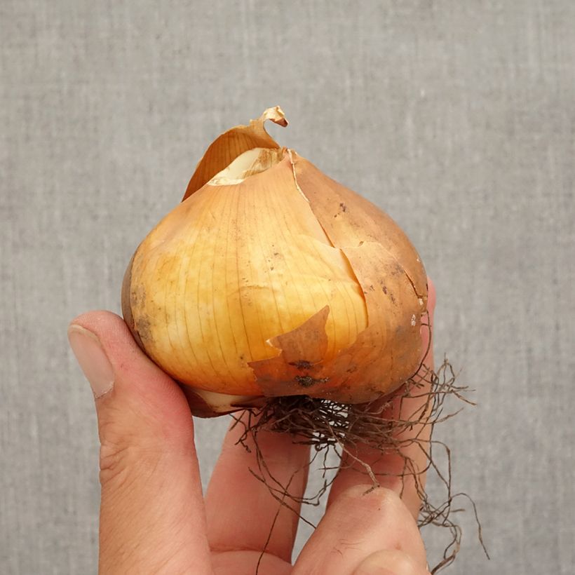Colchicum cilicicum - Autumn Crocus Bulb size 18/20 sample as delivered in autumn