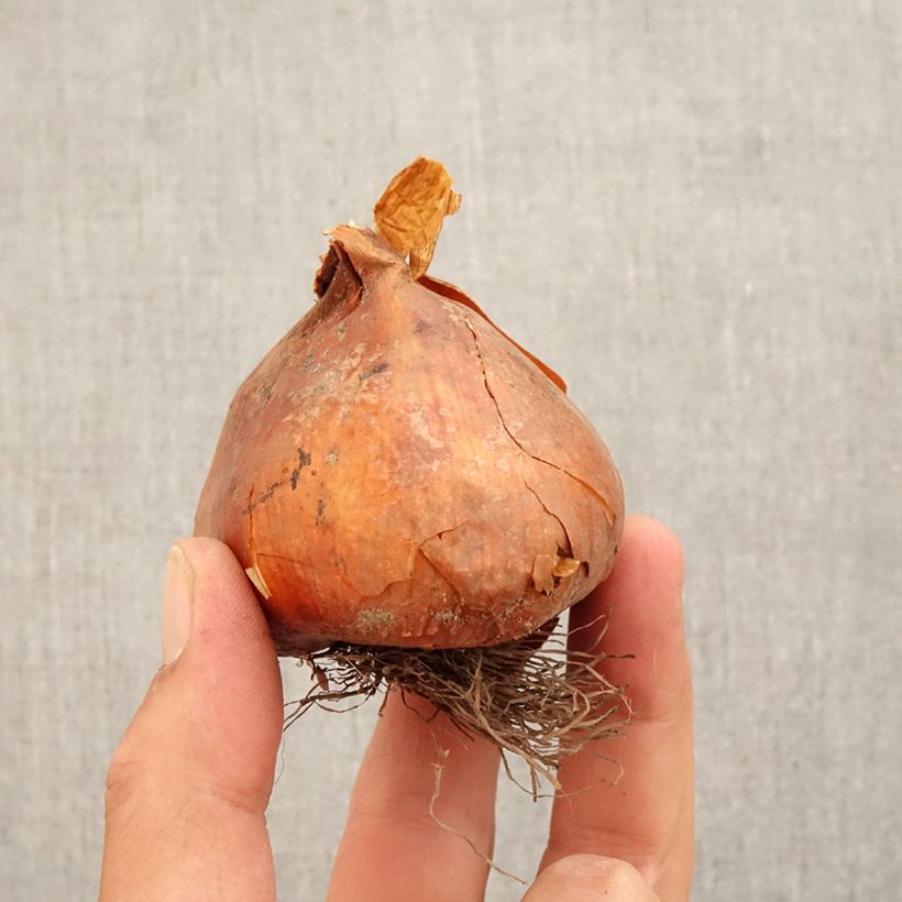 Colchicum Autumn Queen - Autumn crocus Bulb size 18+ sample as delivered in autumn