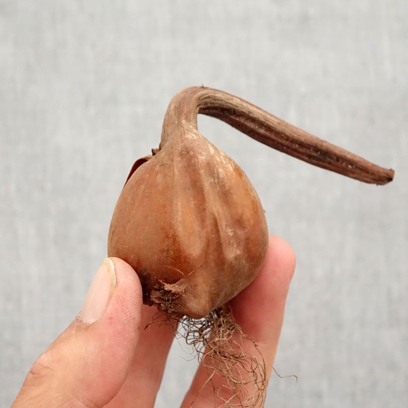 Colchicum autumnale Alboplenum - Autumn crocus Bulb size 13+ sample as delivered in autumn