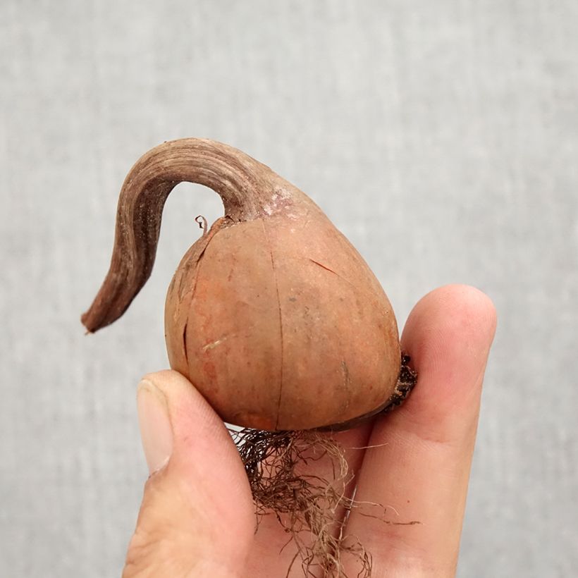 Colchicum autumnale Album - Autumn crocus Bulb size 13+ sample as delivered in autumn