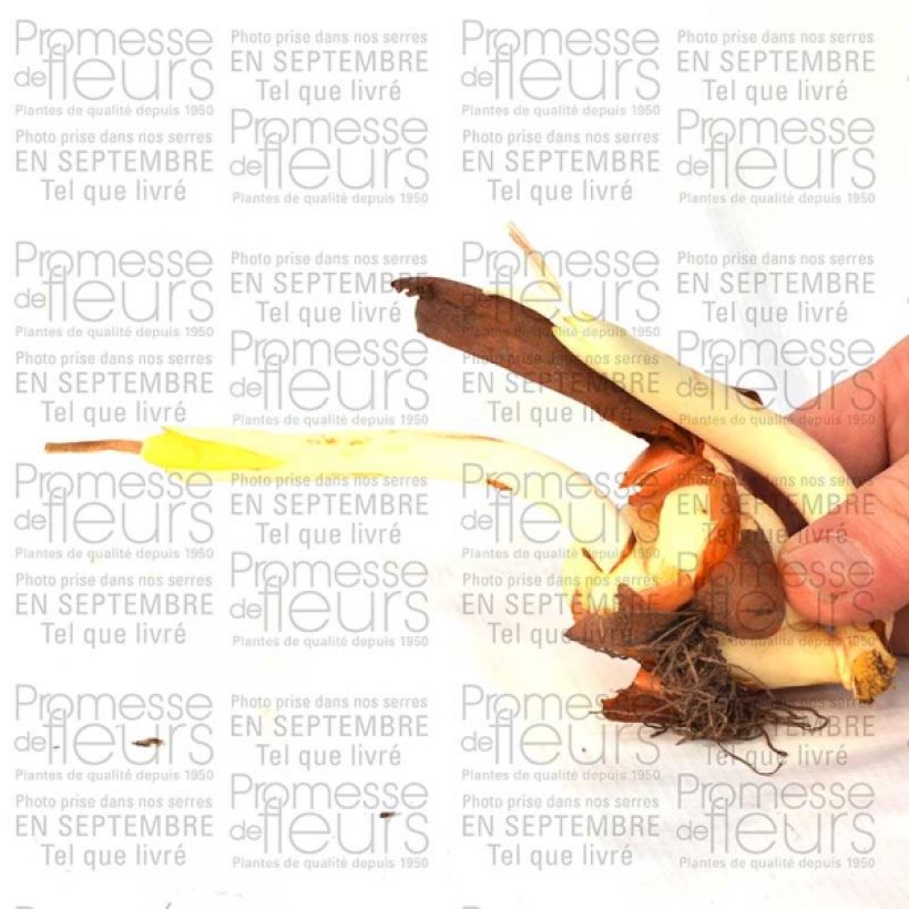 Example of Colchicum cilicicum - Autumn Crocus specimen as delivered