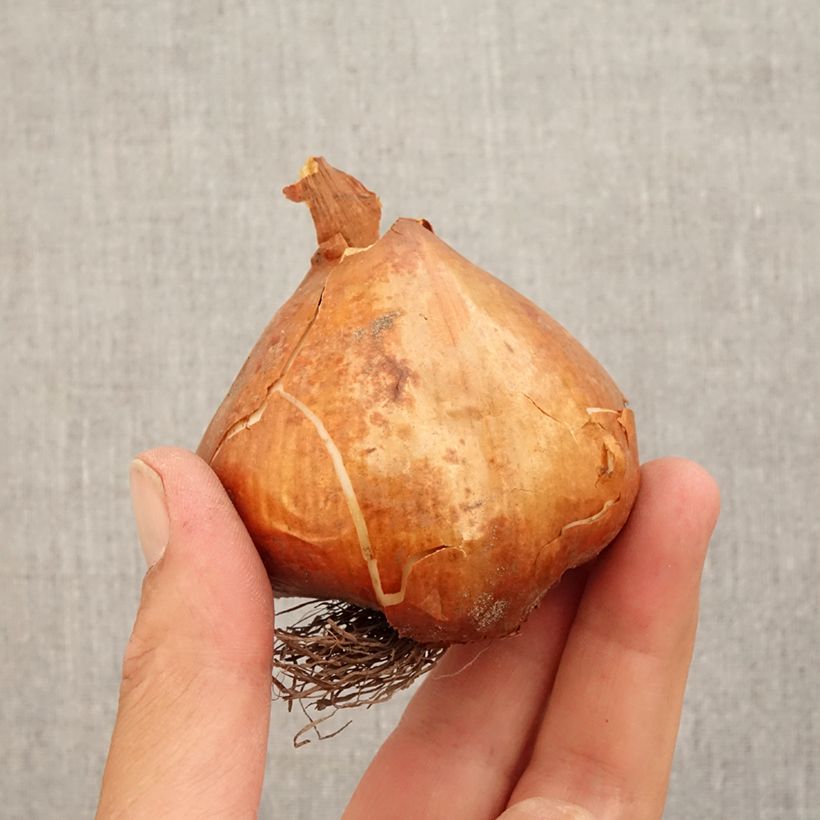 Colchicum Lilac Wonder Bulb size 20+ sample as delivered in autumn