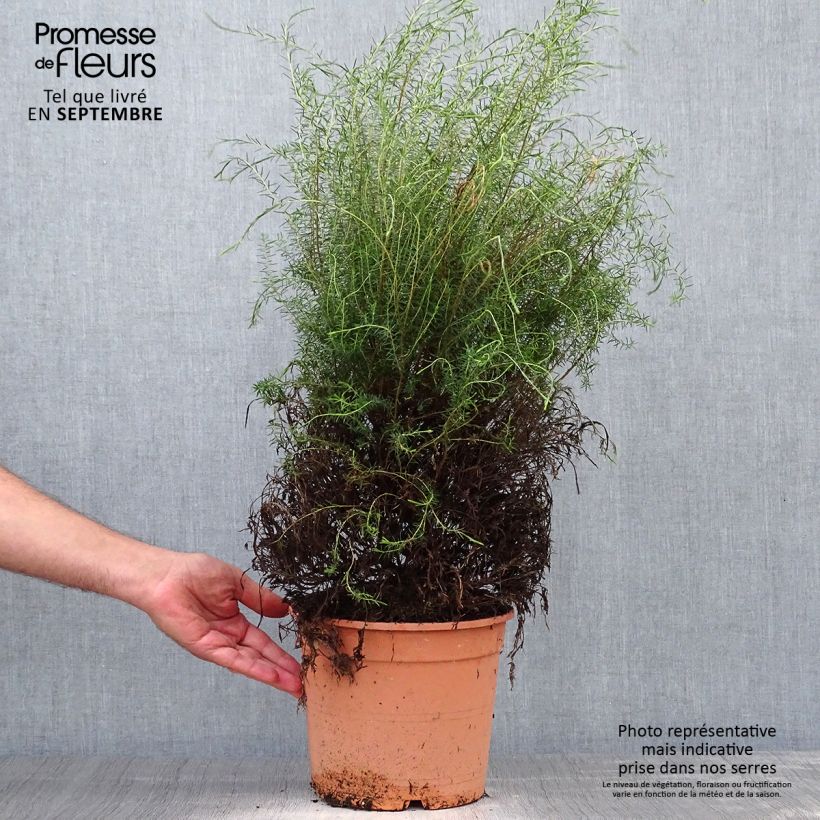 Coleonema pulchrum 4L/5L pot sample as delivered in autumn