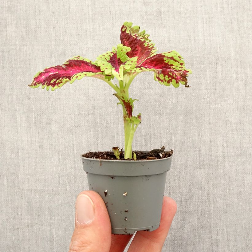 Coleus scutellarioides Le Freak - Painted nettle Mini-plante sample as delivered in spring