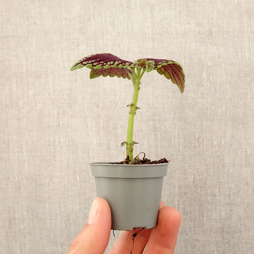 Coleus scutellarioides Abbey Road Mini-plante sample as delivered in spring
