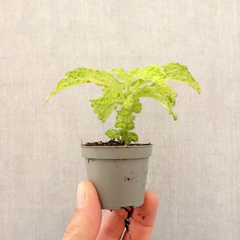 Coleus scutellarioides River Walk - Painted nettle Mini-plante sample as delivered in spring