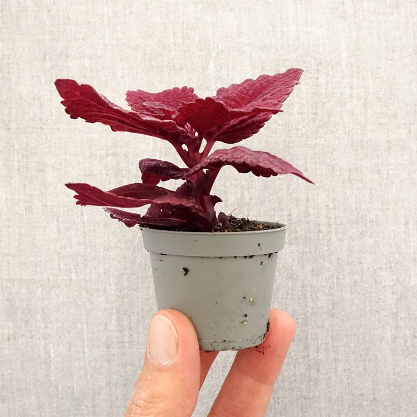 Coleus scutellarioides Second Street Mini-plante sample as delivered in spring