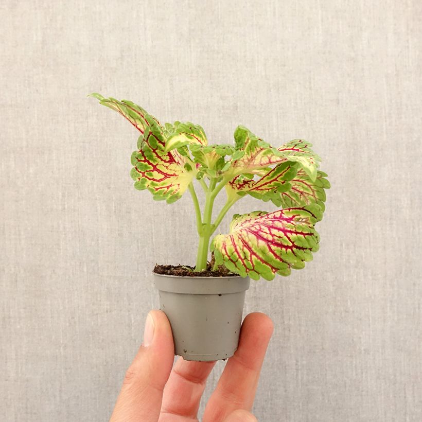 Coleus scutellarioides Spacecake Mini-plante sample as delivered in spring