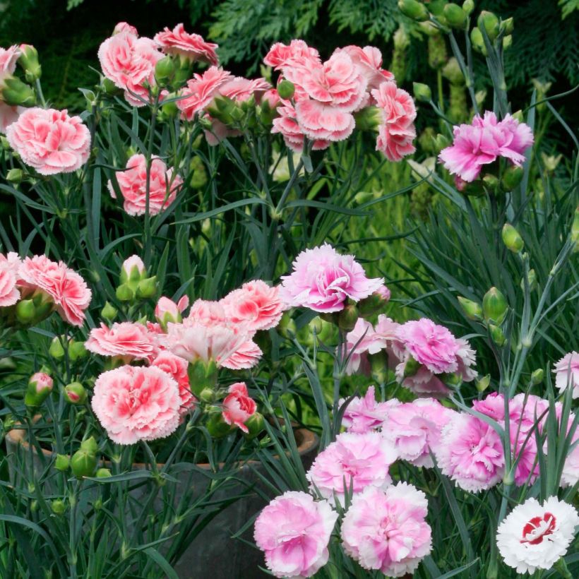 3 scented pinks collection (Flowering)