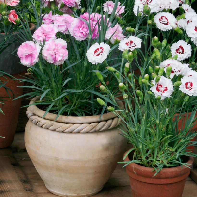 3 scented pinks collection (Plant habit)