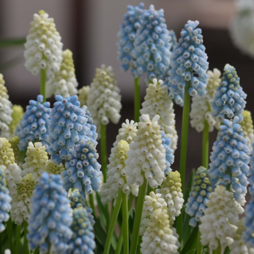 Collection of Muscari Magic (Flowering)