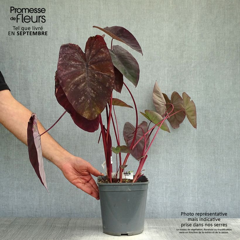 Colocasia Black magic - Oreille d'Eléphant  Pot de 4L/5L sample as delivered in autumn