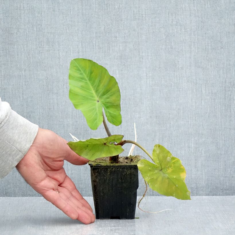 Colocasia esculenta Black Stem 8/9 cm pot sample as delivered in summer