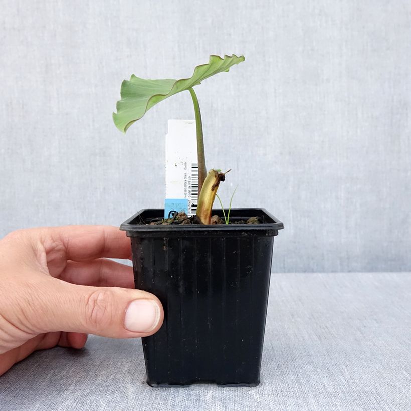 Colocasia esculenta Black Stem 8/9 cm pot sample as delivered in spring