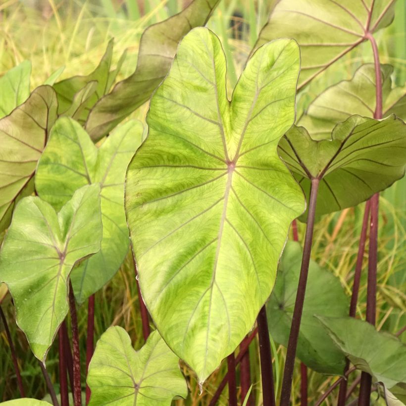 Colocasia esculenta Fontanesii - Elephant Ears (Foliage)