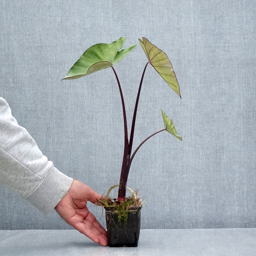Colocasia esculenta Fontanesii - Elephant Ears 8/9 cm pot sample as delivered in summer