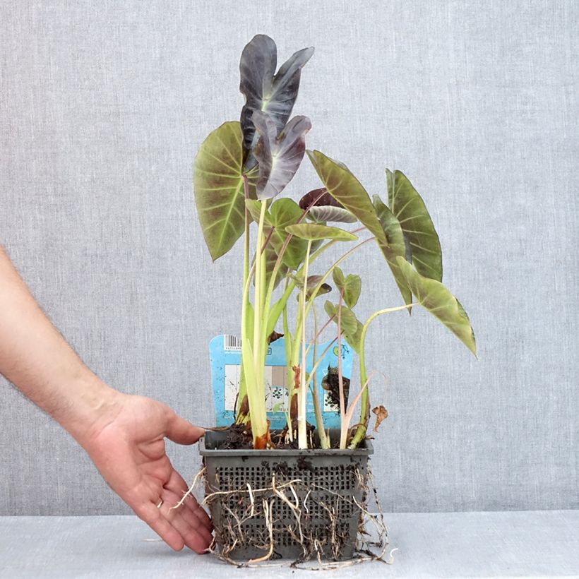 Colocasia esculenta - Elephant Ears 4L/5L pot sample as delivered in summer