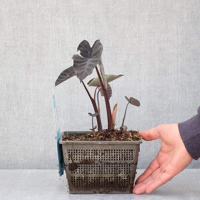 Colocasia Kona Coffee - Elephant Ears 4L/5L pot sample as delivered in spring