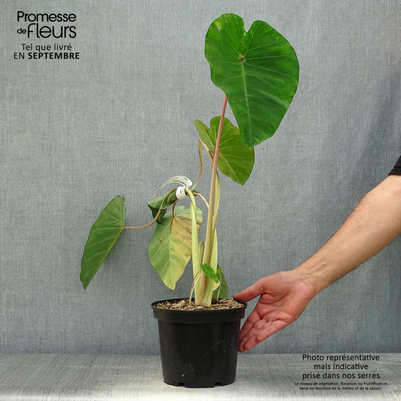 Colocasia Sangria - Oreille d'Eléphant  Pot de 3L/4L sample as delivered in autumn