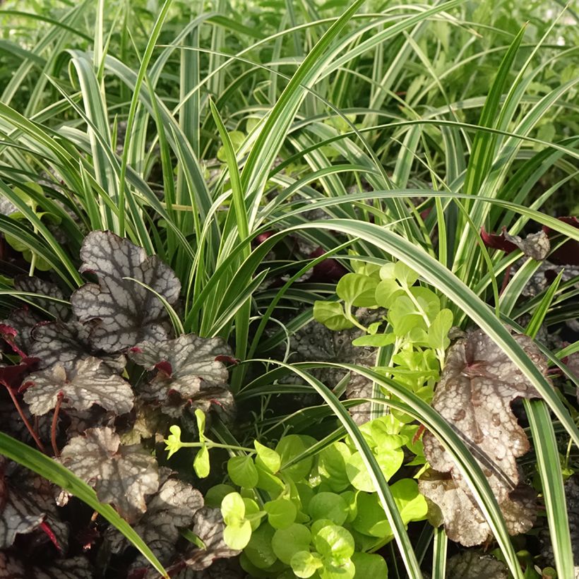 Silent Sunday Composition - A collection of 4 young plants (Foliage)