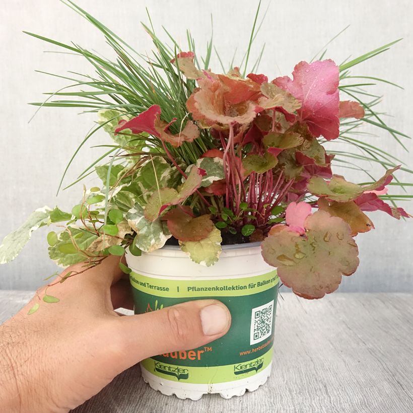 Composition Sunkissed - compo.de 4 plantes Pot de 12 cm sample as delivered in summer