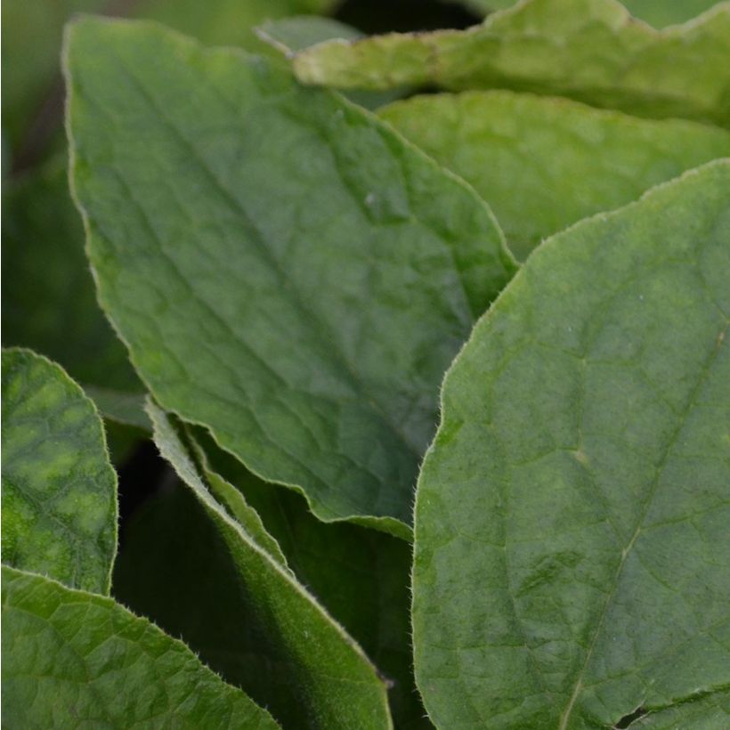 Symphytum grandiflorum - Comfrey (Foliage)