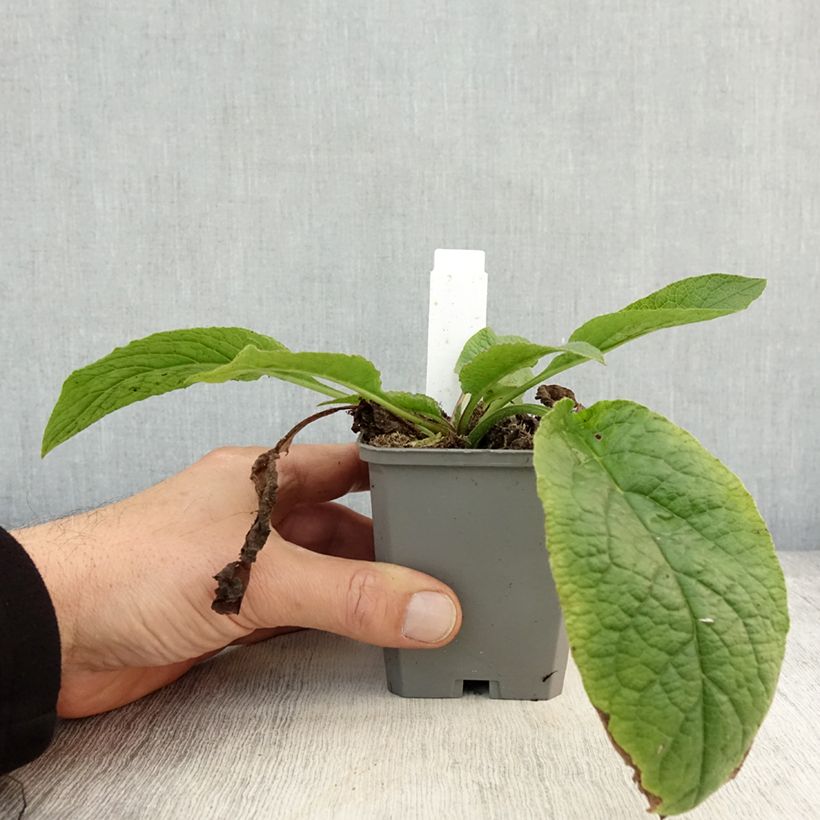 Symphytum Hidcote Blue - Comfrey 8/9 cm pot sample as delivered in autumn